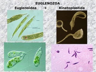 Euglenoidea + Kinetoplastida
EUGLENOZOA
 