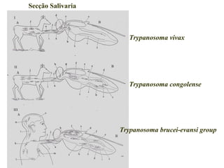 Secção Salivaria
Trypanosoma vivax
Trypanosoma congolense
Trypanosoma brucei-evansi group
 