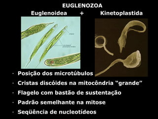 Euglenoidea + Kinetoplastida
EUGLENOZOA
·  Posição dos microtúbulos
·  Cristas discóides na mitocôndria “grande”
·  Flagelo com bastão de sustentação
·  Padrão semelhante na mitose
·  Seqüência de nucleotídeos
 