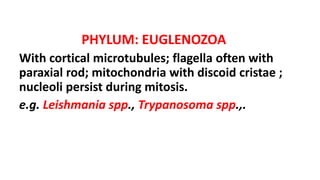 PHYLUM: EUGLENOZOA
With cortical microtubules; flagella often with
paraxial rod; mitochondria with discoid cristae ;
nucleoli persist during mitosis.
e.g. Leishmania spp., Trypanosoma spp.,.
 