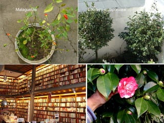 Malaguetas Loureiro e Japoneira
 