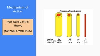 Mechanism of
Action
Pain Gate Control
Theory
(Melzack & Wall 1965)
 