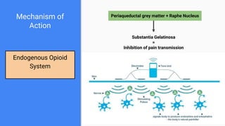 Mechanism of
Action
Endogenous Opioid
System
Periaqueductal grey matter + Raphe Nucleus
Substantia Gelatinosa
=
Inhibition of pain transmission
 