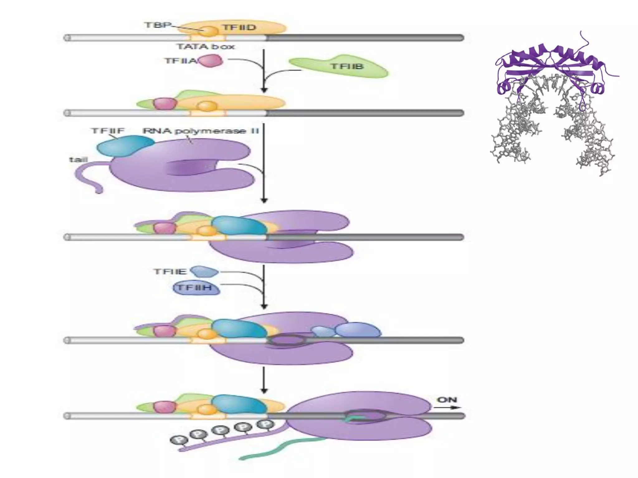 Transcription in Eukaryotes | PDF