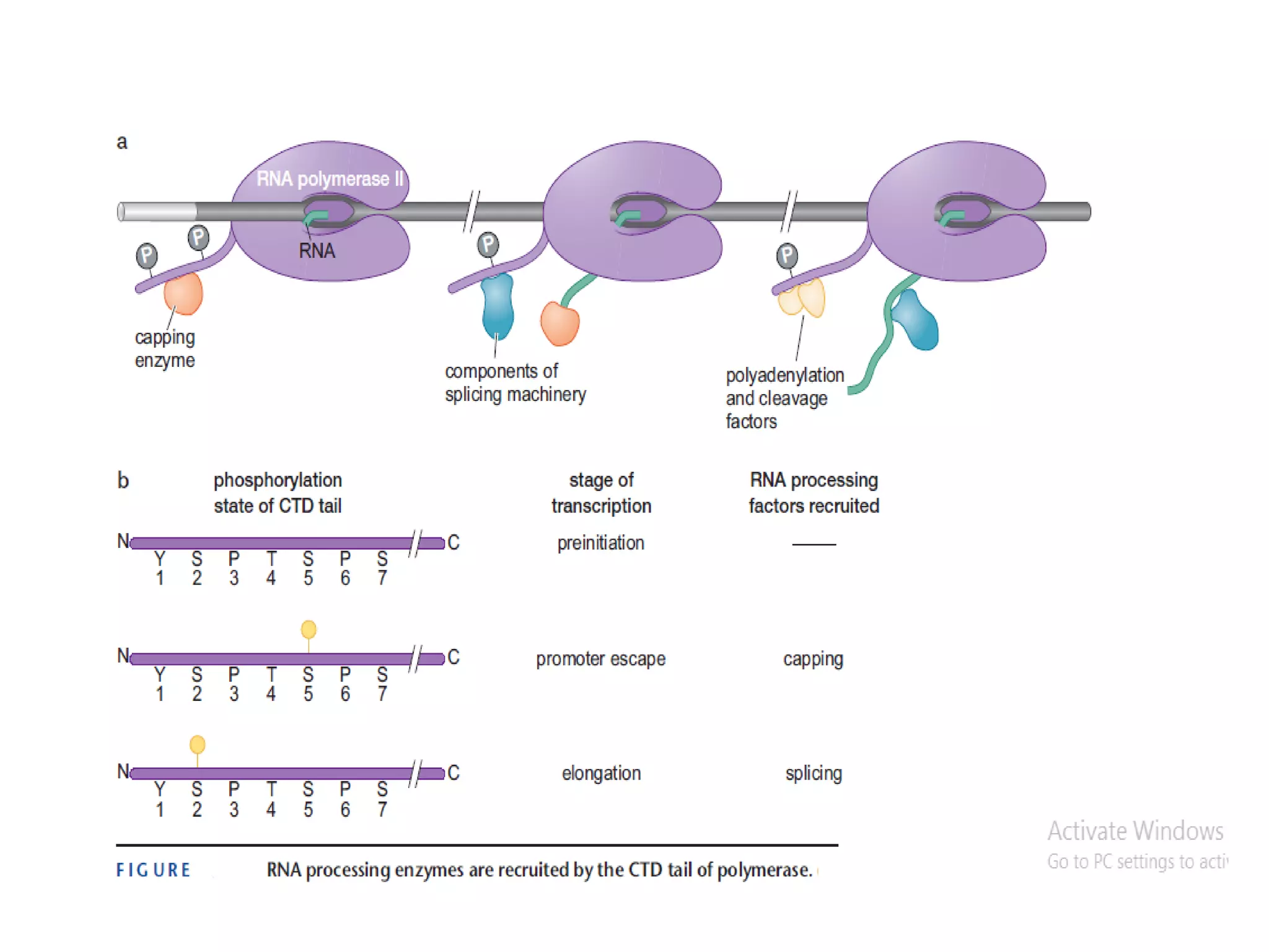 Transcription in Eukaryotes | PDF