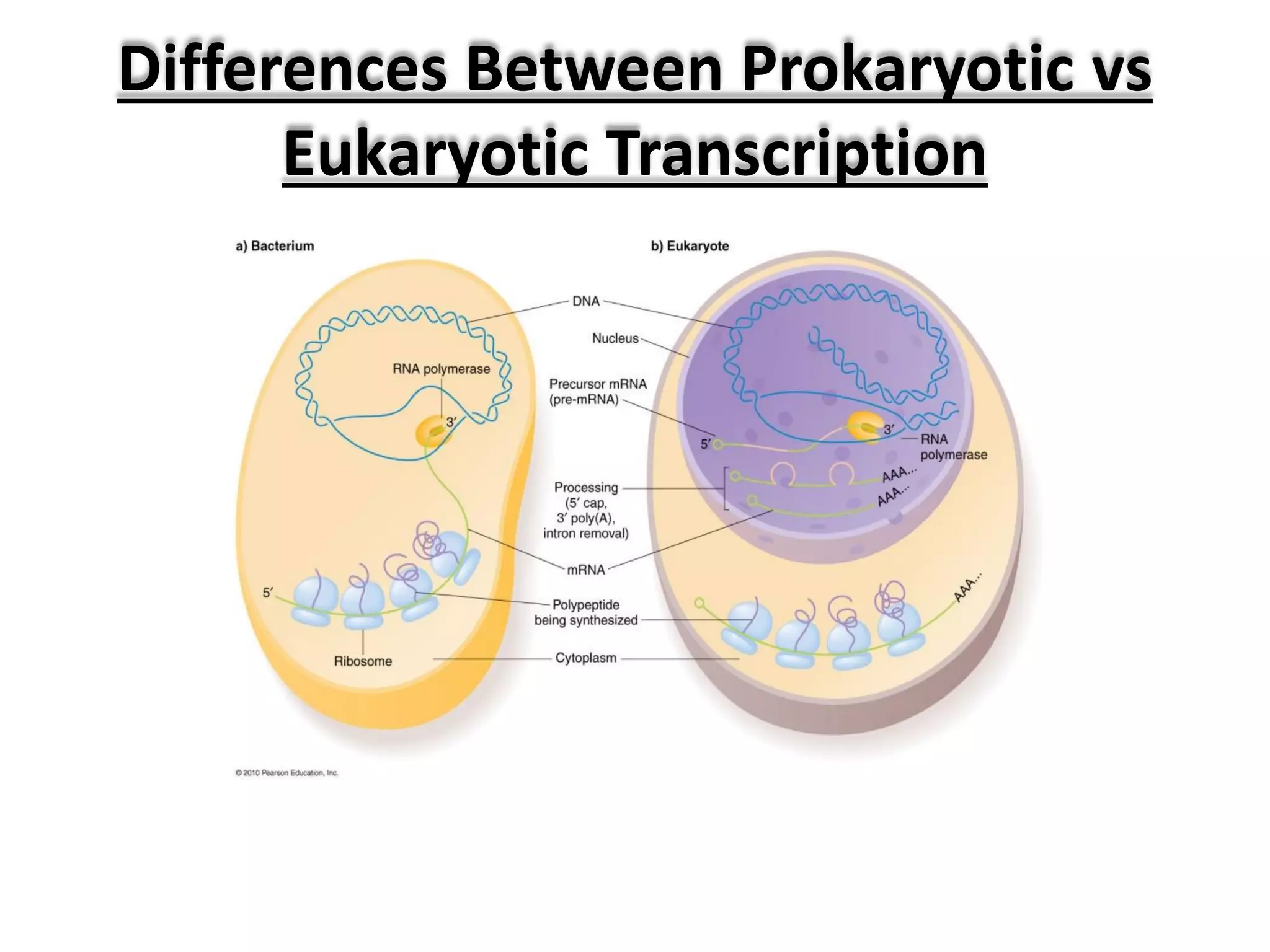 Transcription in Eukaryotes | PDF