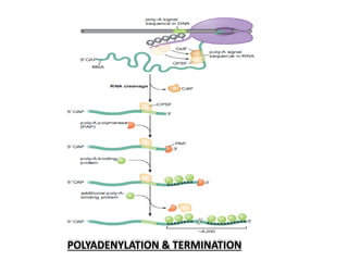 POLYADENYLATION & TERMINATION
 