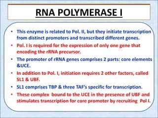 RNA POLYMERASE I
• This enzyme is related to Pol. II, but they initiate transcription
from distinct promoters and transcribed different genes.
• Pol. I is required for the expression of only one gene that
encoding the rRNA precursor.
• The promoter of rRNA genes comprises 2 parts: core elements
&UCE.
• In addition to Pol. I, initiation requires 2 other factors, called
SL1 & UBF.
• SL1 comprises TBP & three TAF’s specific for transcription.
• These complex bound to the UCE in the presence of UBF and
stimulates transcription for core promoter by recruiting Pol I.
 