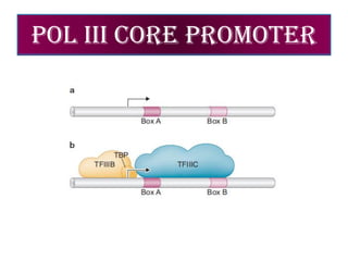 POL III CORE PROMOTER
 