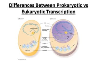 Differences Between Prokaryotic vs
Eukaryotic Transcription
 