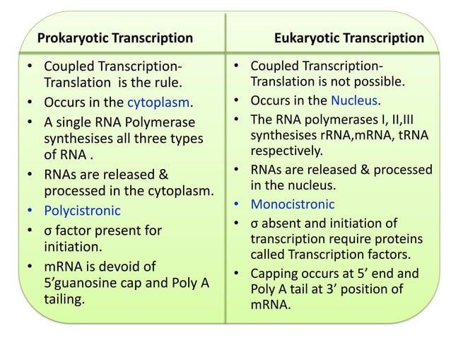 Transcription in Eukaryotes | PDF