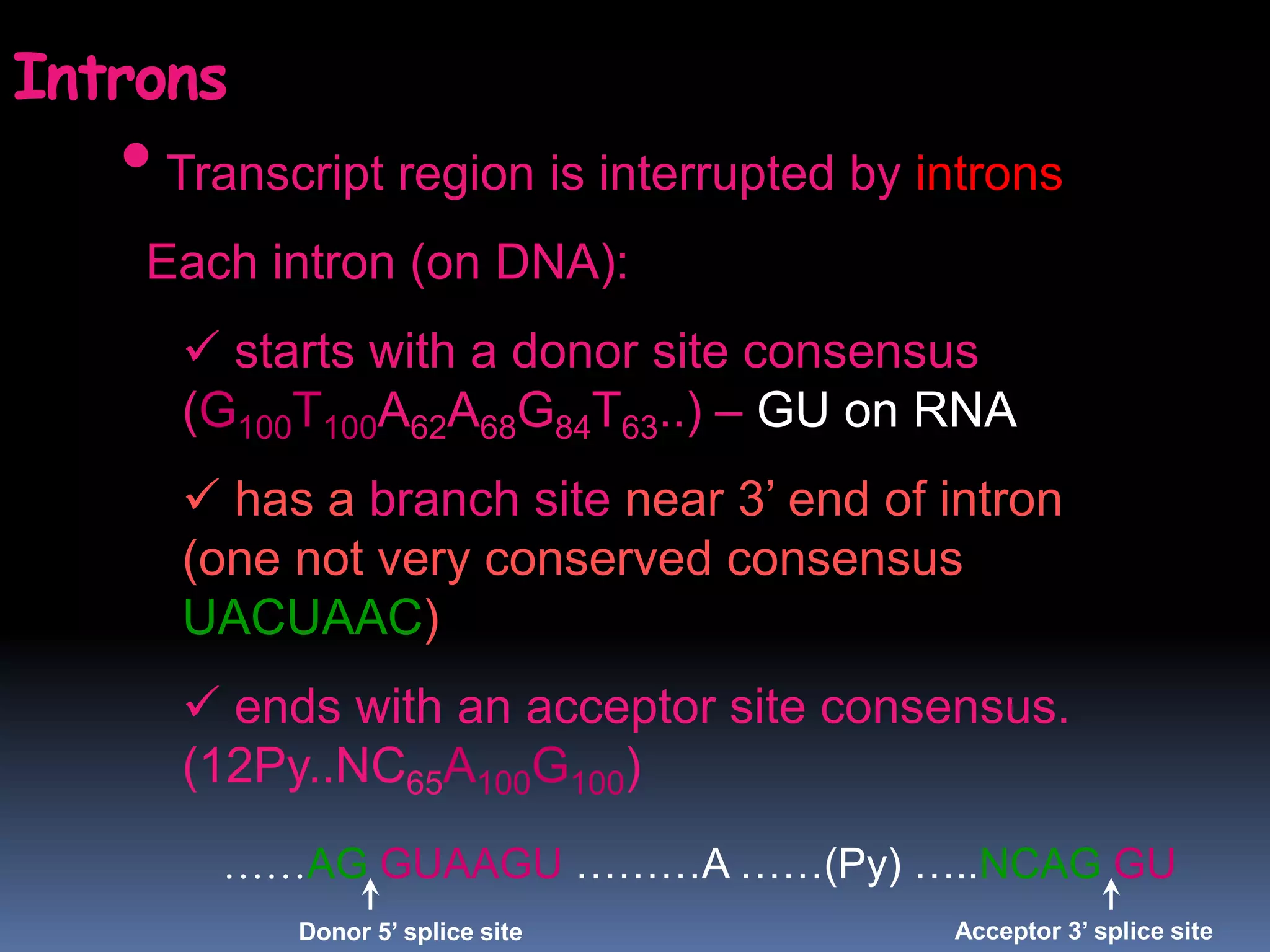 •Transcript region is interrupted by introns
Each intron (on DNA):
 starts with a donor site consensus
(G100T100A62A68G84T63..) – GU on RNA
 has a branch site near 3’ end of intron
(one not very conserved consensus
UACUAAC)
 ends with an acceptor site consensus.
(12Py..NC65A100G100)
Introns
……AG GUAAGU ………A ……(Py) …..NCAG GU
Donor 5’ splice site Acceptor 3’ splice site
 