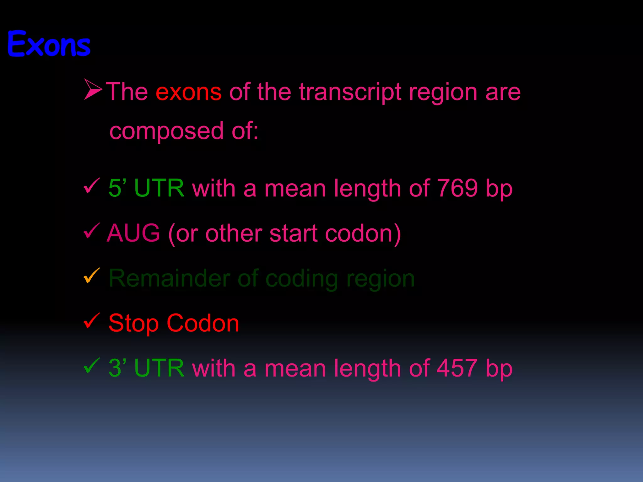 The exons of the transcript region are
composed of:
 5’ UTR with a mean length of 769 bp
 AUG (or other start codon)
 Remainder of coding region
 Stop Codon
 3’ UTR with a mean length of 457 bp
Exons
 