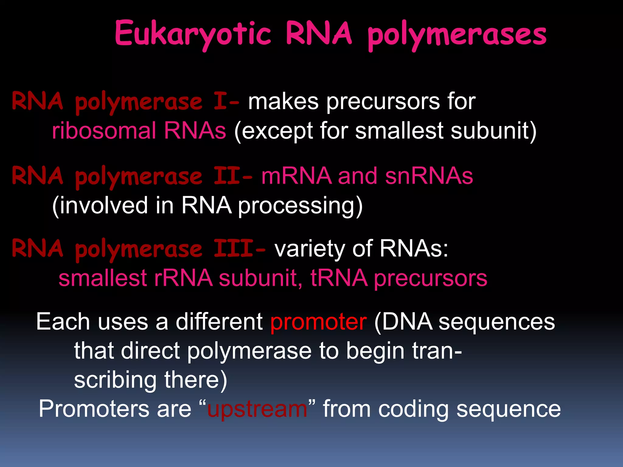 RNA polymerase I- makes precursors for
ribosomal RNAs (except for smallest subunit)
RNA polymerase II- mRNA and snRNAs
(involved in RNA processing)
RNA polymerase III- variety of RNAs:
smallest rRNA subunit, tRNA precursors
Each uses a different promoter (DNA sequences
that direct polymerase to begin tran-
scribing there)
Promoters are “upstream” from coding sequence
Eukaryotic RNA polymerases
 