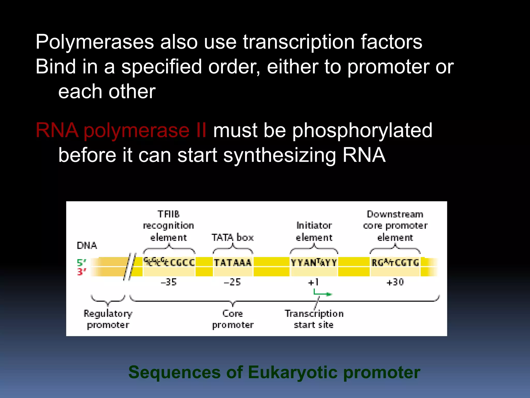 Polymerases also use transcription factors
Bind in a specified order, either to promoter or
each other
RNA polymerase II must be phosphorylated
before it can start synthesizing RNA
Sequences of Eukaryotic promoter
 