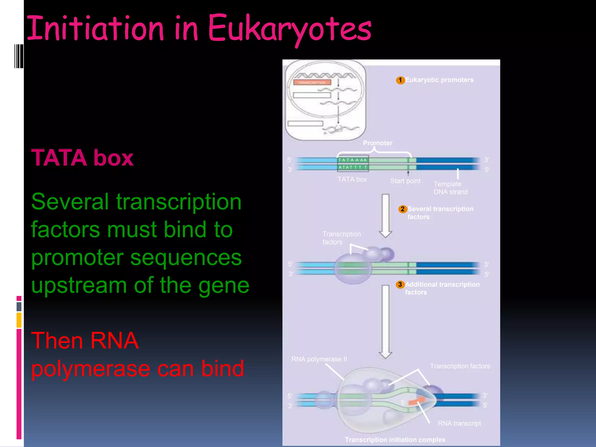 Initiation in Eukaryotes
TRANSCRIPTION
RNA PROCESSING
TRANSLATION
DNA
Pre-mRNA
mRNA
Ribosome
Polypeptide
Eukaryotic promoters
T A T A AA A
A T A T T T T
TATA box Start point Template
DNA strand
5
3
3
5
Several transcription
factors
Additional transcription
factors
Transcription
factors
5
3
3
5
1
2
3
Promoter
5
3
3
55
RNA polymerase II
Transcription factors
RNA transcript
Transcription initiation complex
Several transcription
factors must bind to
promoter sequences
upstream of the gene
Then RNA
polymerase can bind
TATA box
 