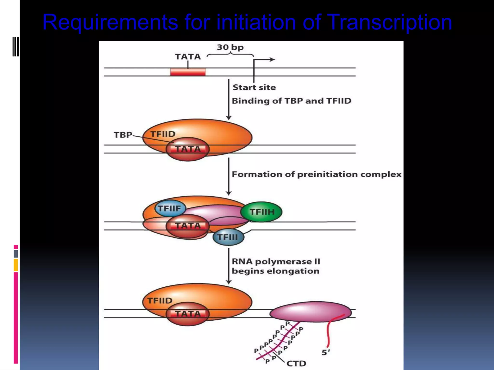 Requirements for initiation of Transcription
 