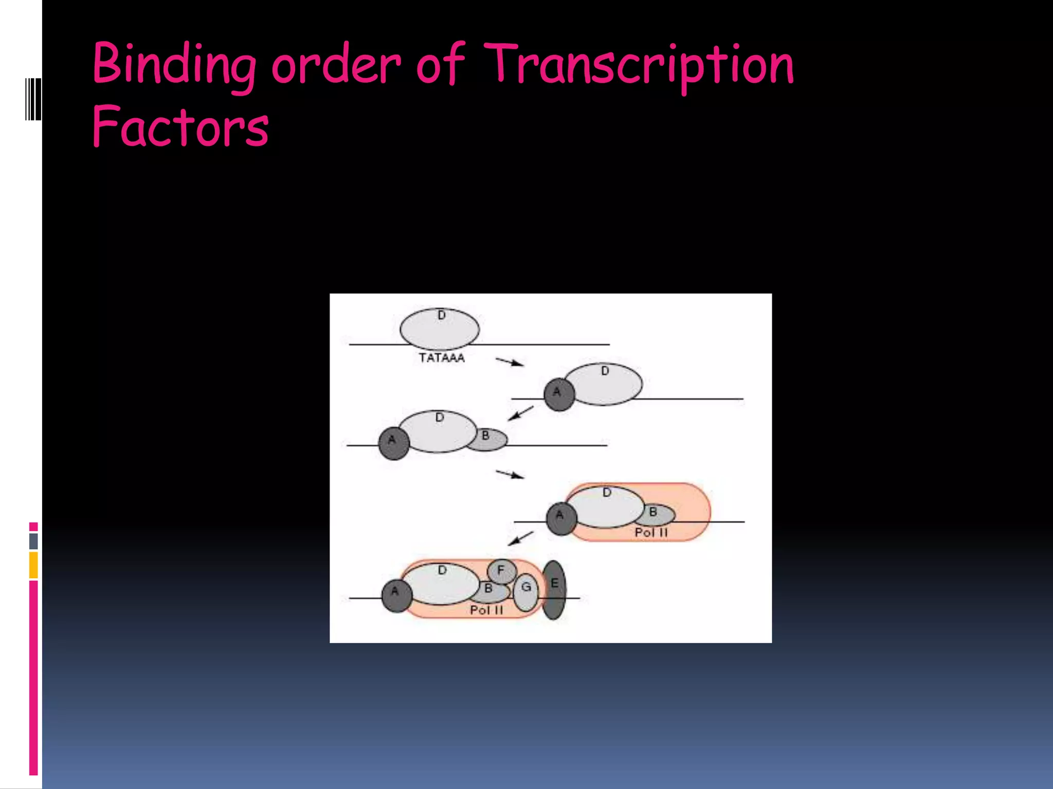 Binding order of Transcription
Factors
 
