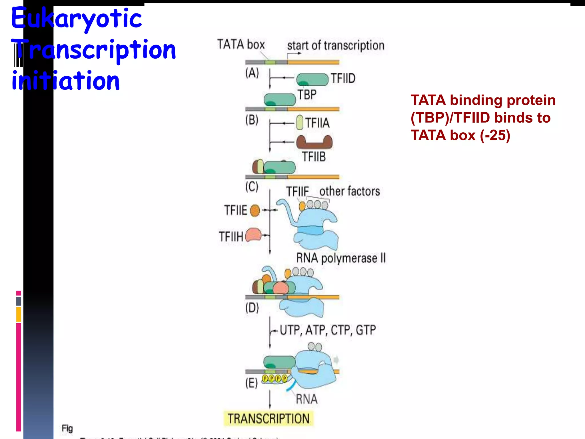 General
transcription
factors
Eukaryotic
Transcription
initiation
TATA binding protein
(TBP)/TFIID binds to
TATA box (-25)
 
