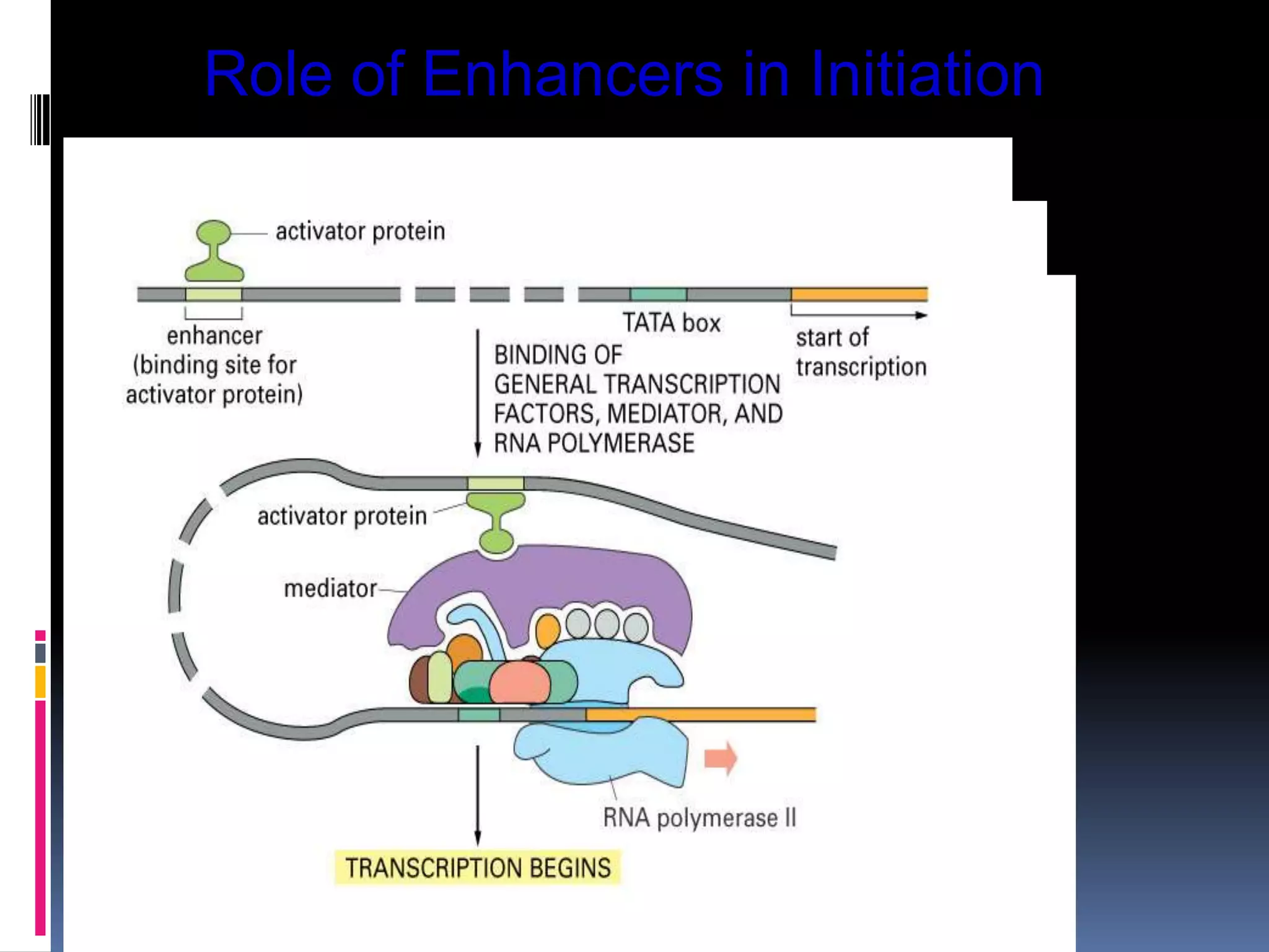 Role of Enhancers in Initiation
 