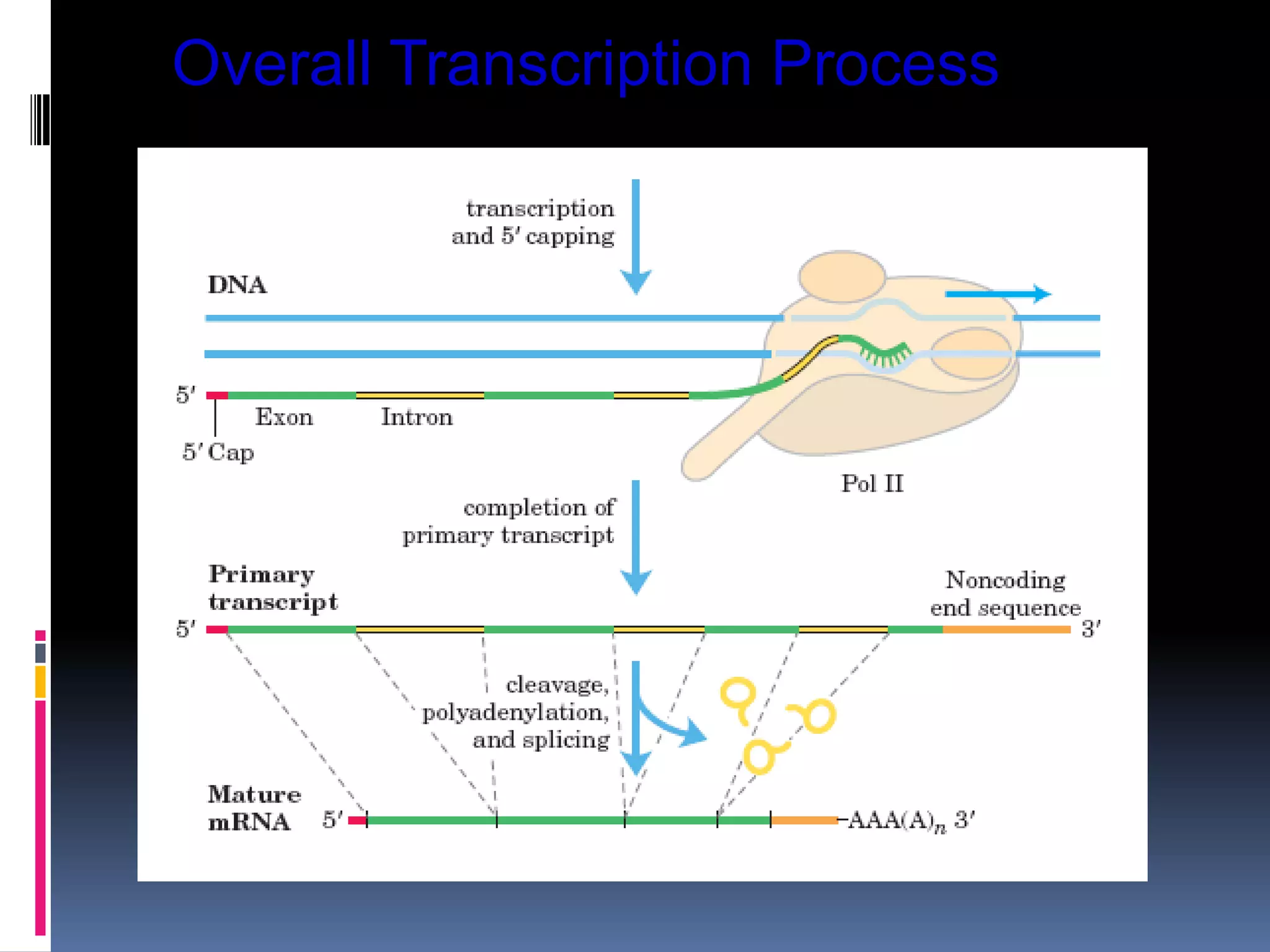 Overall Transcription Process
 