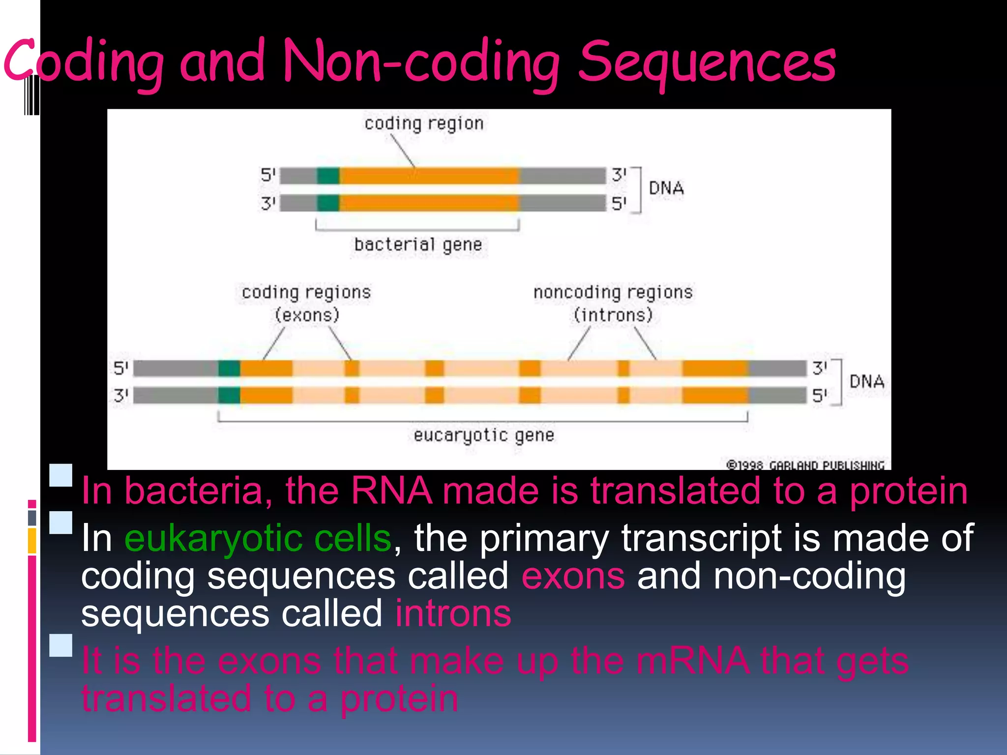 Coding and Non-coding Sequences
In bacteria, the RNA made is translated to a protein
In eukaryotic cells, the primary transcript is made of
coding sequences called exons and non-coding
sequences called introns
It is the exons that make up the mRNA that gets
translated to a protein
 