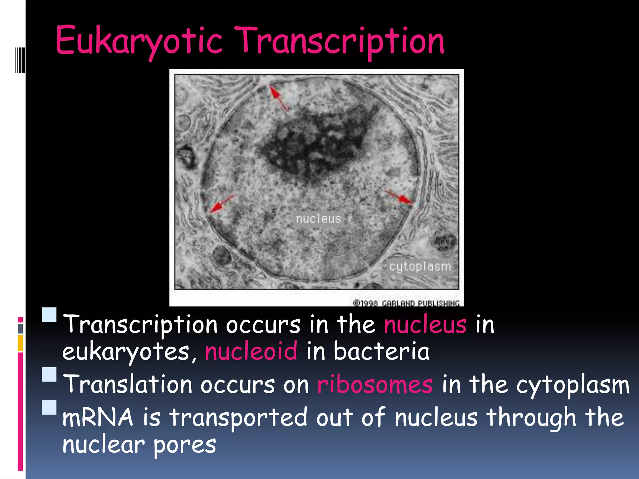 Eukaryotic Transcription
Transcription occurs in the nucleus in
eukaryotes, nucleoid in bacteria
Translation occurs on ribosomes in the cytoplasm
mRNA is transported out of nucleus through the
nuclear pores
 