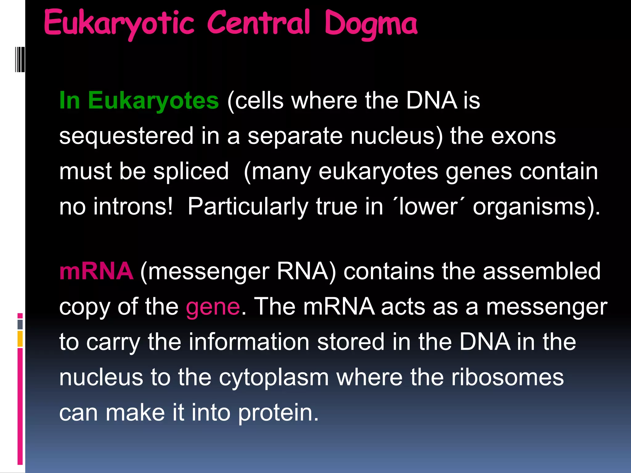In Eukaryotes (cells where the DNA is
sequestered in a separate nucleus) the exons
must be spliced (many eukaryotes genes contain
no introns! Particularly true in ´lower´ organisms).
mRNA (messenger RNA) contains the assembled
copy of the gene. The mRNA acts as a messenger
to carry the information stored in the DNA in the
nucleus to the cytoplasm where the ribosomes
can make it into protein.
Eukaryotic Central Dogma
 