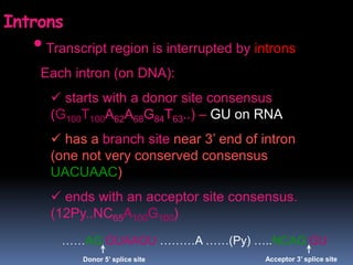 •Transcript region is interrupted by introns
Each intron (on DNA):
 starts with a donor site consensus
(G100T100A62A68G84T63..) – GU on RNA
 has a branch site near 3’ end of intron
(one not very conserved consensus
UACUAAC)
 ends with an acceptor site consensus.
(12Py..NC65A100G100)
Introns
……AG GUAAGU ………A ……(Py) …..NCAG GU
Donor 5’ splice site Acceptor 3’ splice site
 