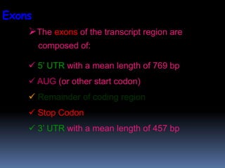 The exons of the transcript region are
composed of:
 5’ UTR with a mean length of 769 bp
 AUG (or other start codon)
 Remainder of coding region
 Stop Codon
 3’ UTR with a mean length of 457 bp
Exons
 