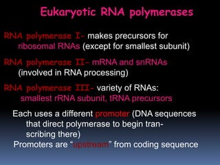 RNA polymerase I- makes precursors for
ribosomal RNAs (except for smallest subunit)
RNA polymerase II- mRNA and snRNAs
(involved in RNA processing)
RNA polymerase III- variety of RNAs:
smallest rRNA subunit, tRNA precursors
Each uses a different promoter (DNA sequences
that direct polymerase to begin tran-
scribing there)
Promoters are “upstream” from coding sequence
Eukaryotic RNA polymerases
 