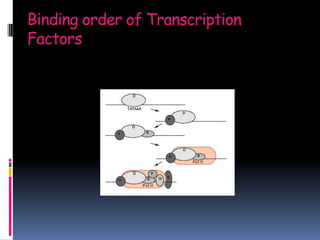 Binding order of Transcription
Factors
 