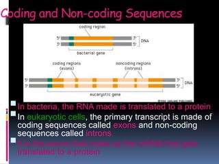 Coding and Non-coding Sequences
In bacteria, the RNA made is translated to a protein
In eukaryotic cells, the primary transcript is made of
coding sequences called exons and non-coding
sequences called introns
It is the exons that make up the mRNA that gets
translated to a protein
 