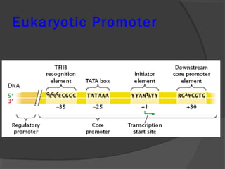Eukaryotic Promoter
 