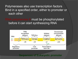 Polymerases also use transcription factors
Bind in a specified order, either to promoter or
each other
RNA polymerase II must be phosphorylated
before it can start synthesizing RNA
Sequences of Eukaryotic promoter
 
