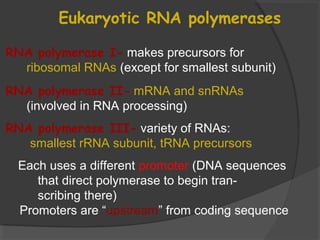 RNA polymerase I- makes precursors for
ribosomal RNAs (except for smallest subunit)
RNA polymerase II- mRNA and snRNAs
(involved in RNA processing)
RNA polymerase III- variety of RNAs:
smallest rRNA subunit, tRNA precursors
Each uses a different promoter (DNA sequences
that direct polymerase to begin tran-
scribing there)
Promoters are “upstream” from coding sequence
Eukaryotic RNA polymerases
 