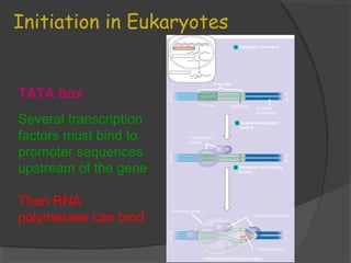 Initiation in Eukaryotes
TRANSCRIPTION
RNA PROCESSING
TRANSLATION
DNA
Pre-mRNA
mRNA
Ribosome
Polypeptide
Eukaryotic promoters
T A T A AA A
A T A T T T T
TATA box Start point Template
DNA strand
5′
3′
3′
5′
Several transcription
factors
Additional transcription
factors
Transcription
factors
5′
3′
3′
5′
1
2
3
Promoter
5′
3′
3′
5′5′
RNA polymerase II
Transcription factors
RNA transcript
Transcription initiation complex
Several transcription
factors must bind to
promoter sequences
upstream of the gene
Then RNA
polymerase can bind
TATA box
 