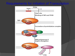 Requirements for initiation of Transcription
 