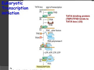 General
transcription
factors
Eukaryotic
Transcription
initiation
TATA binding protein
(TBP)/TFIID binds to
TATA box (-25)
 