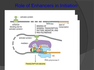 Role of Enhancers in Initiation
 