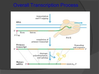 Overall Transcription Process
 