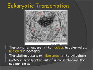 Eukaryotic Transcription
 Transcription occurs in the nucleus in eukaryotes,
nucleoid in bacteria
 Translation occurs on ribosomes in the cytoplasm
 mRNA is transported out of nucleus through the
nuclear pores
 