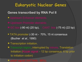 Eukaryotic Nuclear Genes
Genes transcribed by RNA Pol II
•Upstream Enhancer elements.
•Upstream Promoter elements.
•GC box (-90 nt) (20 bp), CAAT box (-75 nt) (22 bp)
•TATA promoter (-30 nt - 70%, 15 nt consensus
(Bucher et al., 1990)
•Transcription initiation.
•Transcript region, interrupted by introns. Translation
Initiation (Kozak signal − 12 bp consensus: 6 bp prior
to initiation codon)
polyA signal (AATAAA, 99%)
 