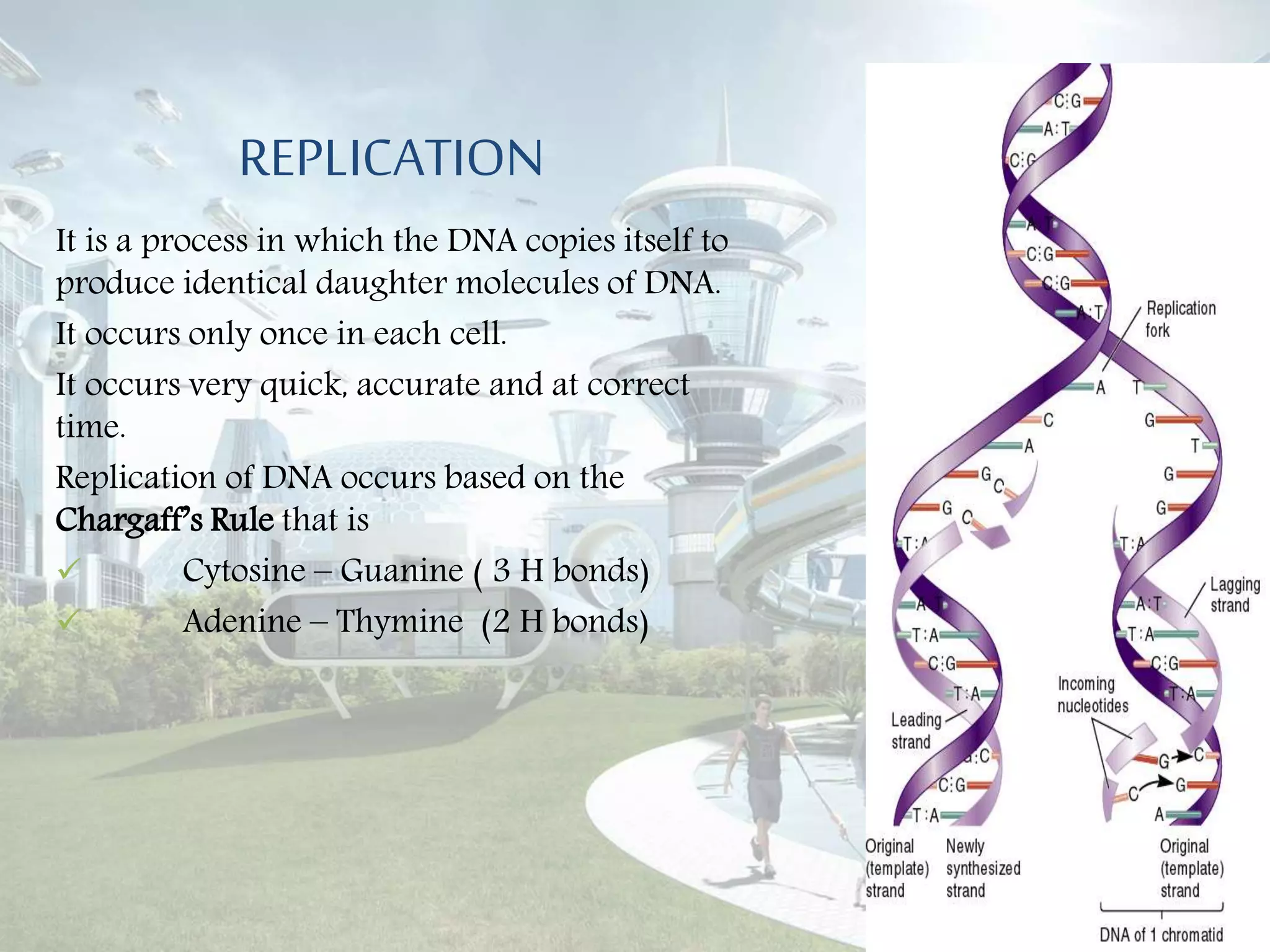 Eukaryotes replication | PPTX