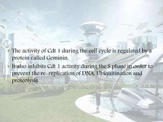  The activity of Cdt 1 during the cell cycle is regulated by a
protein called Geminin.
 It also inhibits Cdt 1 activity during the S phase in order to
prevent the re-replication of DNA, Ubiquitination and
proteolysis.
 