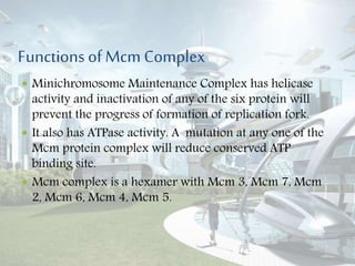 Functions of Mcm Complex
 Minichromosome Maintenance Complex has helicase
activity and inactivation of any of the six protein will
prevent the progress of formation of replication fork.
 It also has ATPase activity. A mutation at any one of the
Mcm protein complex will reduce conserved ATP
binding site.
 Mcm complex is a hexamer with Mcm 3, Mcm 7, Mcm
2, Mcm 6, Mcm 4, Mcm 5.
 