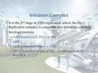 Initiation Complex
 It is the 2nd stage in DNA replication where the Pre –
Replicative complex is converted into Initiation complex.
 Involved proteins
 Cell Division Cycle 45 ( Cdc 45)
 GINS
 Cyclin Dependent Kinase ( CDK)
 Dbf 4 Dependent Kinase (DDK) – Combination of Cdc 7
and dbf 4
 