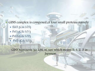  GINS complex is composed of four small proteins namely
 Sld5 (Cdc105)
 Psf1 (Cdc101)
 Psf2 (Cdc102)
 Psf3 (Cdc103)
GINS represents 'go, ichi, ni, san' which means '5, 1, 2, 3' in
Japanese.
 