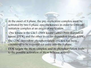  At the onset of S phase, the pre-replicative complex must be
activated by two S phase-specific kinases in order to form an
initiation complex at an origin of replication.
 One kinase is the Cdc7-Dbf4 kinase called Dbf4-dependent
kinase (DDK) and the other is cyclin-dependent kinase (CDK).
 The CDK-dependent phosphorylation of Cdc6 has been
considered to be required for entry into the S phase.
 DDK targets the Mcm complex, and its phosphorylation leads
to the possible activation of Mcm helicase activity.
 