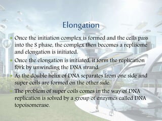Elongation
 Once the initiation complex is formed and the cells pass
into the S phase, the complex then becomes a replisome
and elongation is initiated.
 Once the elongation is initiated, it form the replication
fork by unwinding the DNA strand.
 As the double helix of DNA separates from one side and
super coils are formed on the other side.
 The problem of super coils comes in the way of DNA
replication is solved by a group of enzymes called DNA
topoisomerase.
 